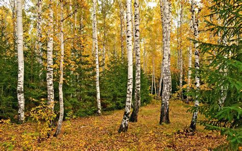 Download White Birch Tree Forest Yellow Wallpaper | Wallpapers.com