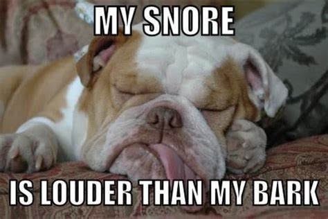 Sleepy dog... | Bulldog funny, Funny animal memes, Funny dog pictures