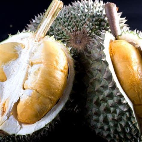 Durian Duri Hitam, Varietas Unggul Berbuah Cepat » Taman Inspirasi SAFA