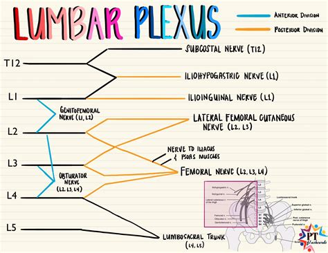 Lumbar Plexus Diagram