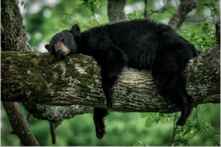 Un-bear-ably Cute: Black Bear Caught Napping | Live Science