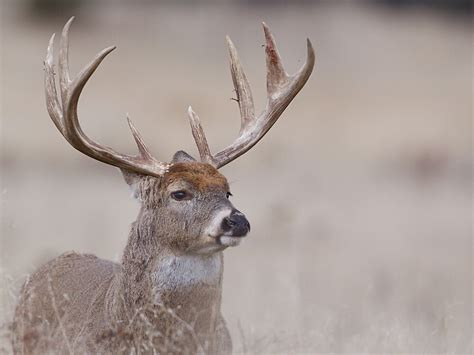 "Whitetail Deer Portrait - very old buck" by TomReichner | Redbubble