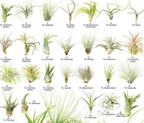 Tillandsia Identification Chart