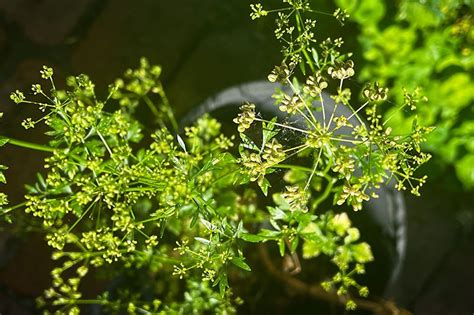 How to seed save coriander seeds — Moving Feast