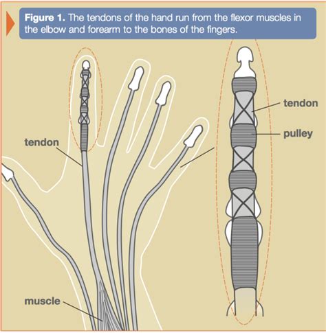 Primary Tendon Repair of the Hand Flexor (Long, Ring, Small) Each (Flexor Tendon Injury ...