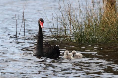 Cygnets on mum’s back « lirralirra