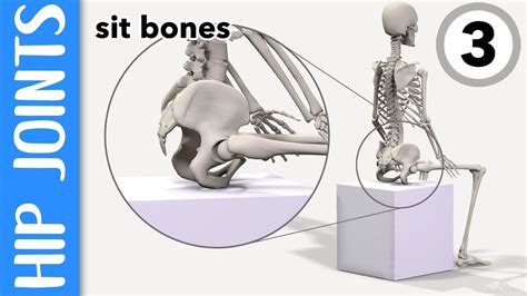 Move up and down in essential anatomy 3 - tewsweare