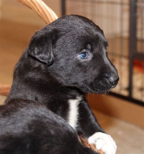 Terrific Absolutely Free Border Collies black Style | Border collie lab ...