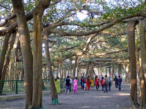 Largest banyan tree in the world ,Kolkata, Man and tree 01