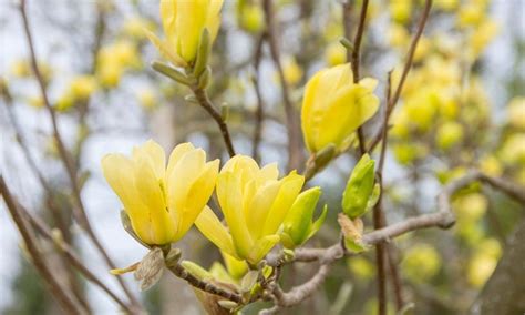 Yellow Bird Magnolia | 6"-12" | Live Plants | Plants, Early spring ...