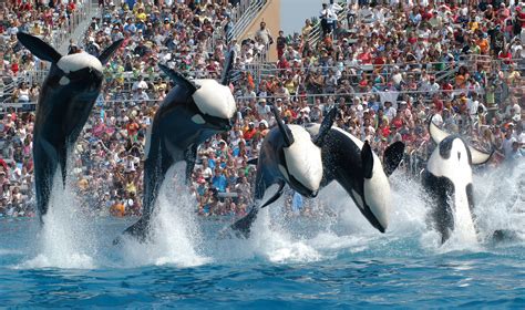 San Diego County board opposes curtailing orca shows at SeaWorld - latimes