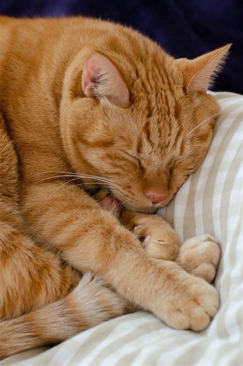 Sleeping Ginger… | Orange tabby cats, Cute cats, Ginger cats