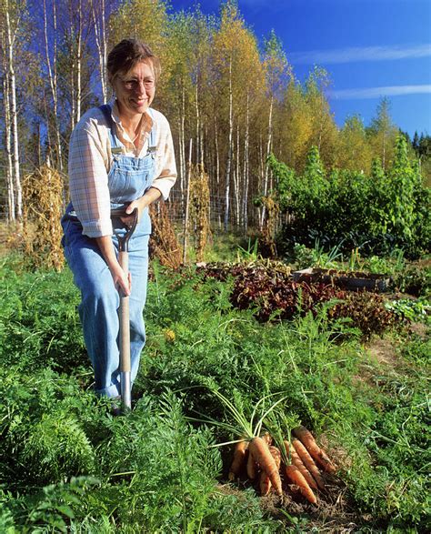 Carrot Harvest Photograph by Bjorn Svensson/science Photo Library - Pixels