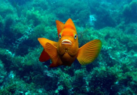 Garibaldi Fish: Our Care Guide and Species Profile