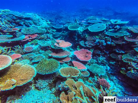 Estimates Place Half a TRILLION Corals in the Pacific Ocean | Reef Builders | The Reef and ...