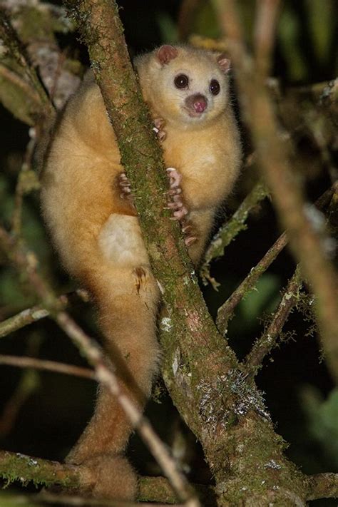 This white lemuroid possum, photographed during an Australian Geographic expedition to ...