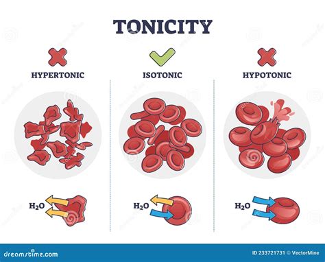 Tonicity And Osmosis. Cell Membrane And Aquaporin. Cartoon Vector | CartoonDealer.com #77103977