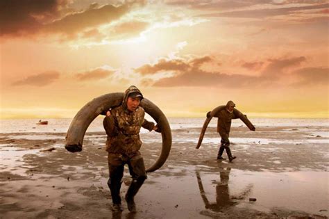 Inside the quest to revive the woolly mammoth via cloning