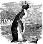 Keyword: "penguin bird" | ClipArt ETC