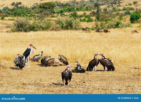 African vultures stock image. Image of vulture, fauna - 21283525