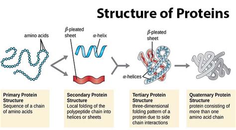 Biomolecules | Sci-Pi Tutor