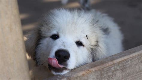 Great Pyrenees Puppies: Are These Gentle Giants RIght For You?