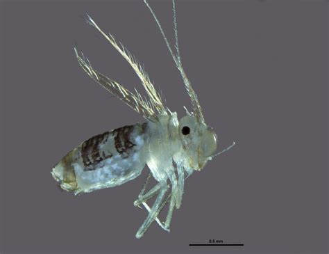 Catalogue of Organisms: The Psocoptera of Barrow Island