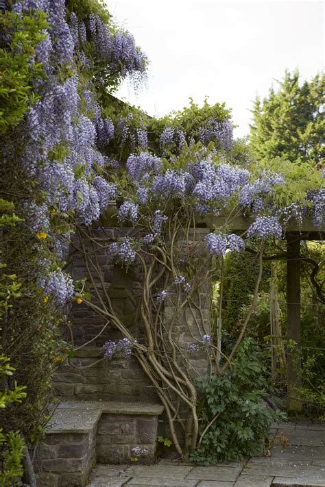 Wisteria: How to Make It Flower - Gardenista