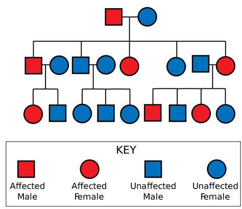 5.13 Mendelian Inheritance – Human Biology