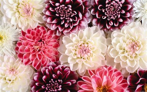 Floral Backgrounds Free Download