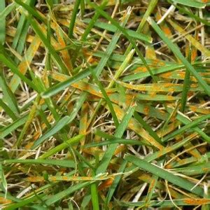 Lawn Rust – Signs, Symptoms and Prevention