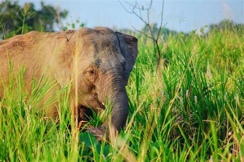 This Is The Very Best Way To Spend Time With Elephants In Sri Lanka - Hand Luggage Only - Travel ...