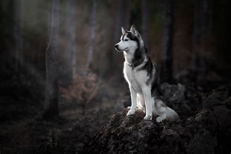 Huskies Desktop Wallpapers - Wallpaper Cave