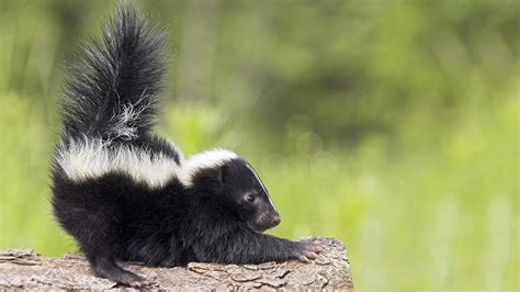 The Chemistry of Skunk Spray | Gross Science | PBS