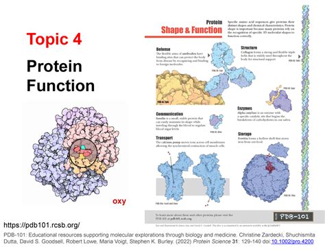 Unit A Topic 4 - Protein Function - Protein Function Topic 4 PDB-101: Educational resources ...