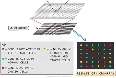 CIE A Level Biology复习笔记19.1.10 Microarrays-翰林国际教育