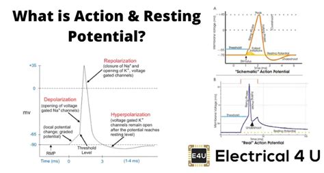 Action Potential and Resting Potential | Electrical4U