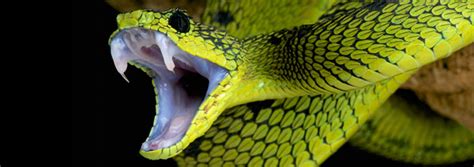 Unlocking the Origins of Snake Venom | The Institute for Creation Research