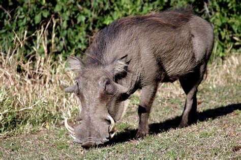 Bukan Hanya Gajah, 7 Hewan Ini Juga Memiliki Gading