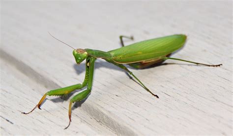 Determining the sex of a praying mantis - USMANTIS