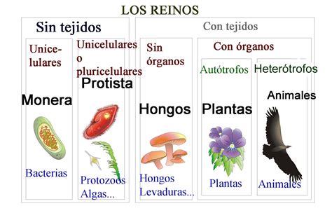 Tutoría 1ºC curso 2015/16 I.E.S. Tirso de Molina: Biología y Geología: Clasificación de los ...