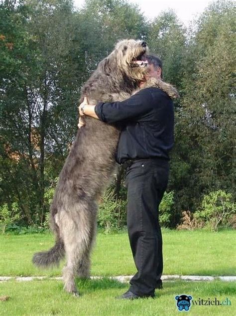 Grosser_Hund_oder_Kleiner_Mensch_ | Irish wolfhound dogs, Wolfhound dog, Irish wolfhound