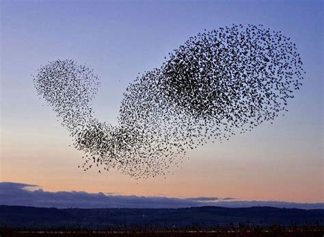 Flock of Starlings Beautiful Birds, Eagles, All Birds, Starling ...