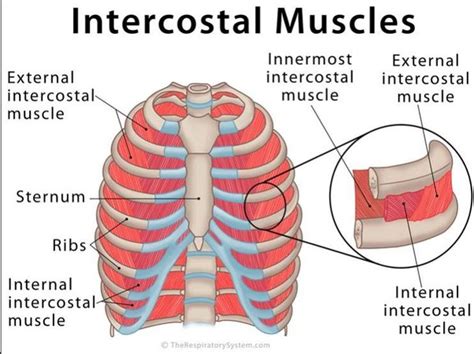 Difference Between Internal And External Intercostal Muscles