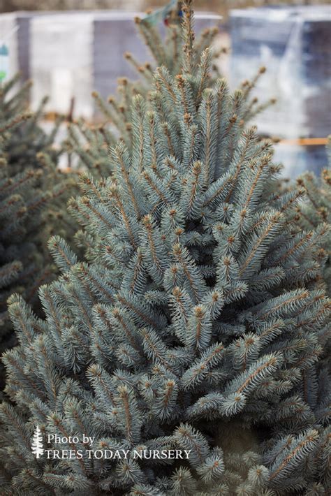 Baby Blue Spruce - Trees Today Nursery