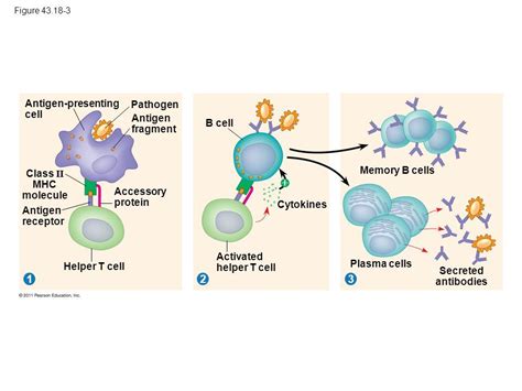 B cells as antigen presenting cells. Fraussen J Claes N Van Wijmeersch B van Horssen J Stinissen ...