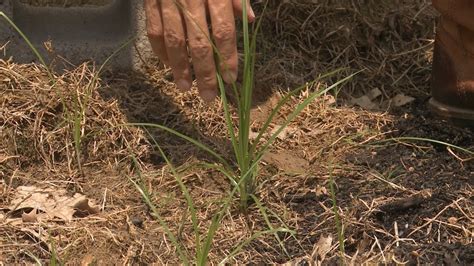 Controlling Yellow Nutsedge – This Week in the Garden - YouTube