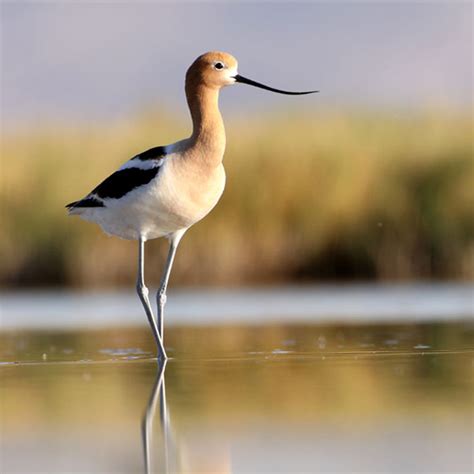 American Avocet