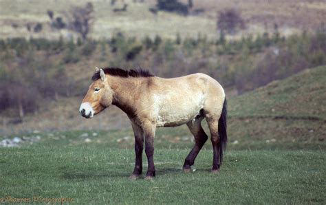 Mongolian Wild Horse photo WP04708