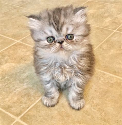 Persian Cats For Sale | Portland, OR #285395 | Petzlover